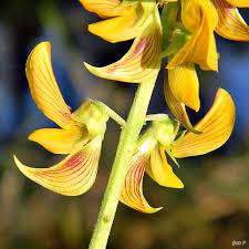Image result for Crotalaria oocarpa