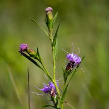 Image result for Indigofera cylindracea