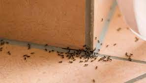 Maybe you would like to learn more about one of these? How To Get Rid Of Termites In Your House Sun Devil Pest Control