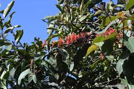 Image result for Phragmanthera cornetii