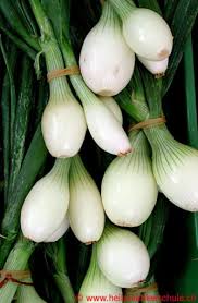 Frühlingszwiebel.de bietet ihnen weiterführende links auf webseiten zum thema frühlingszwiebel. Therapeutika Fruhlingszwiebel