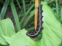 クロアゲハの幼虫かと思い おもてなし したのに蛾の幼虫でした 私的美遊空間