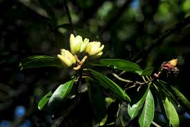 Image result for Pentadesma