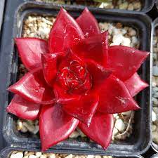 Echeveria agavoïdes 'ebony', plus bleutée, montre des extrémités de feuilles quasiment noires. Echeveria Agavoides Romeo Rubin Plants Sunnyplants Com