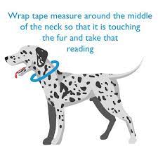 How to measure your dog for a collar or harness. Leather A Dog Collar Size Guide Petiquette Collars