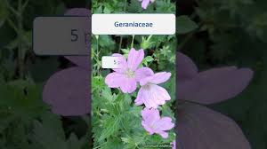 Image result for Geraniaceae