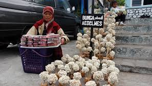 Bunga edelweis atau edelweiss adalah bunga yang langka dan mendapat julukan 'bunga abadi'. Bercengkerama Di Desa Edelweis Di Wonokitri Dan Ngadisari Travel Tempo Co