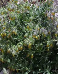 Image result for Cystostemon hispidissimus