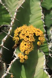 Image result for Euphorbia cooperi