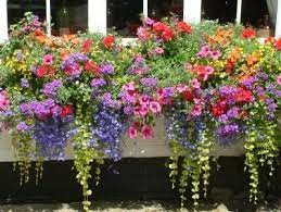 Now Is The Perfect Time To Start Planning Your Spring Window Boxes Winter Is Winding Down And It Will Soon Window Box Flowers Flower Window Window Box Garden