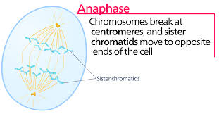 Animal cells during mitosis anaphase. File Anaphase Svg Wikimedia Commons