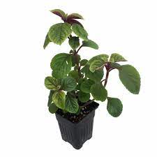 We did not find results for: Buy Hirts 3a House Plant Purple Swedish Ivy Plant Plectranthus Purpuratus 4 Pot Online At Low Prices In India Amazon In