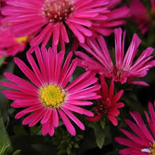 Image result for Asters `Jenny