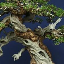 Image result for Pemphis