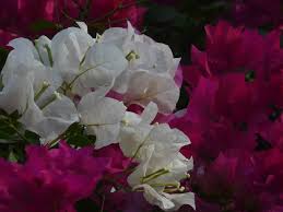 Image result for Bougainvillea sp. cultivar