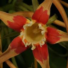 Image result for Oncinotis