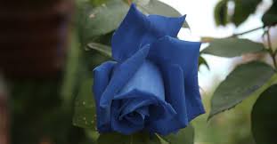 Still, i took the picture of a red rose, and changed it to blue. Blue Roses Meaning And Pictures Of Different Varieties Florgeous