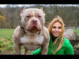 The Truth About The American Bully K9 Web