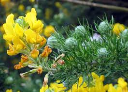 Image result for Adenocarpus mannii