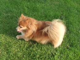The corgi pomeranian mix is a modern mixed breed whose exact origins are unknown. Cardigan Welsh Corgi Pomeranian Corgi Pomeranian Mix Corgi Corgi Pomeranian