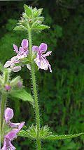 Image result for Stachys pseudonigricans