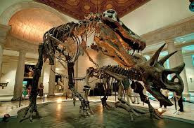 Natural History Museum Los Angeles Natural History Museum Natural History History Museum