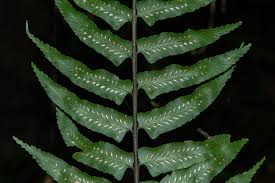 Image result for Asplenium anisophyllum