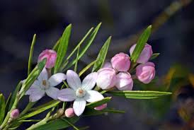 Image result for Eriosema pauciflorum