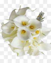 These blooms make for a perfect focal flower on any arrangement. White Lily Flower