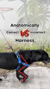 Image result for invalid dog wheelset