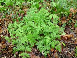 The most worrying are fool's parsley. Cow Parsley Identification Edibility Distribution Comparison With Hemlock Galloway Wild Foods