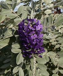 The slopes were originally designed by european skiing legend johann hannes schneider, the renowned austrian ski guide and inventor of the arlberg method, the basis of modern alpine ski technique. Plantfiles Pictures Sophora Texas Mountain Laurel Silver Peso Sophora Secundiflora By Azreno