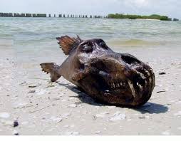 Rare Animals Animals Wallpapers Sea Monster Underwater Fossils And Rare Animal Scary Fish Real Sea Monsters Rare Animals