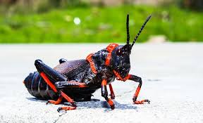 Crickets are leaping insects characterized by their chirping noise. King Cricket Insect Cricket Bug Close Macro Red Black Scary Animal Themes Pxfuel