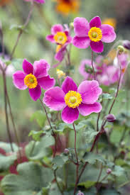 Your Ultimate Guide To Flowering Perennials Which Popular Plants Bloom When In 2020 Beautiful Flowers Garden Fall Flowers Fall Plants