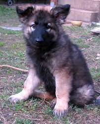 Home of the highest scoring (in the history of this breed) grand victors & victrixes, national selects Is The Shiloh Shepherd The Best And Healthiest German Shepherd Dog Pethelpful
