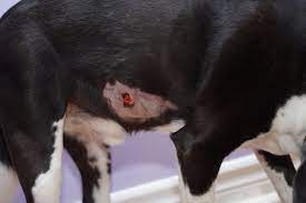 pin on animal wounds