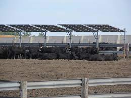 With top quality sheds at great value prices, we are one of the uk's leading suppliers of garden sheds. Shade Helps Cattle Manage Heat Stress Beef Magazine