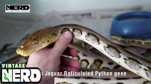 nerds jaguar reticulated python gene