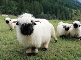 Walliser schwarznasenschaf, is a breed of domestic sheep originating in the valais region of switzerland. Valais Blacknose Sheep Always Look Like They Re Posing For A Metal Album Cover