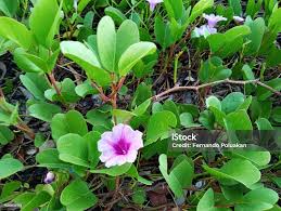 Image result for Ipomoea asarifolia