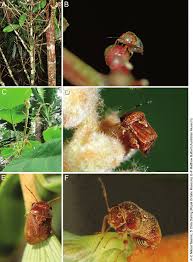 Image result for Phyllanthus confusus