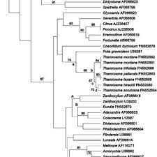 Image result for Thamnosma rhodesica