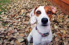 Pin En Informacion Canina
