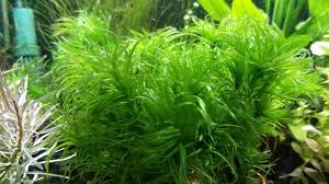 Image result for Najas graminea