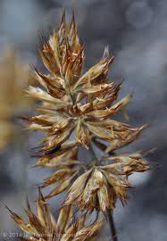 Image result for Pentameris