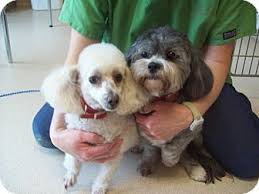 Maybe you would like to learn more about one of these? Chesterfield Va Shih Tzu Meet Mitzi A Pet For Adoption