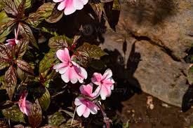 Image result for Balsaminaceae