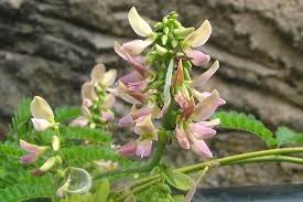 Image result for Abrus fruticulosus