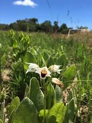 Image result for Ancylobothrys tayloris